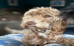 Australian Labradoodle dogs for sale: Healthy tested true Australian Labradoodle pups - Image 2