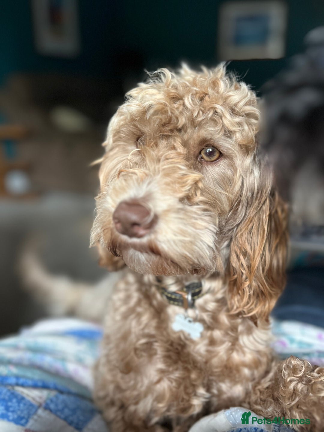 Australian Labradoodle dogs for sale: Healthy tested true Australian Labradoodle pups - Image 2