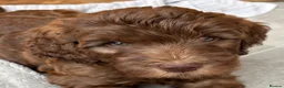 Goldendoodle dogs for sale: medium golden doodles  waiting list expected july  - Advert 5