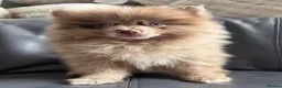 Pomeranian dogs for sale: READY🏡DWKC✨DNA 100% POM!🧬HEALTH TESTED!🧬 - Advert 7