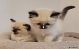Ragdoll cats for sale: Beautiful Ragdoll kittens - Image 2