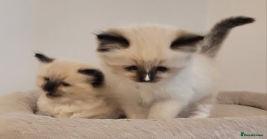 Ragdoll cats - Advert 7