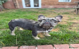 French Bulldog dogs for sale: Wirehair/fluffy French bulldog  - Image 9