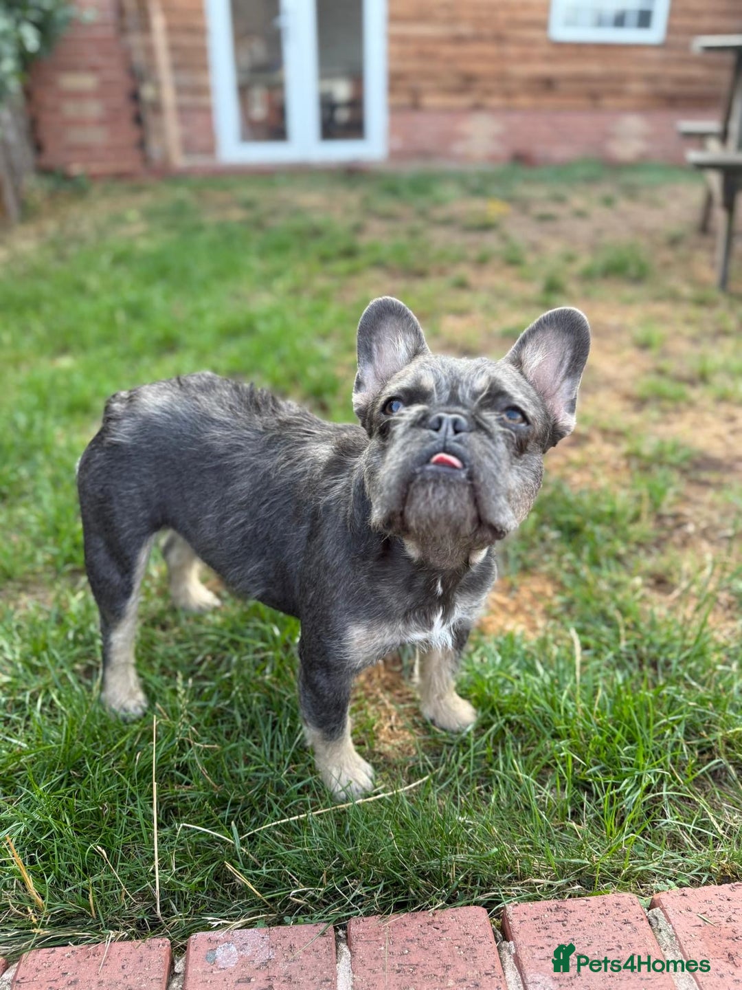 French Bulldog dogs for sale: Wirehair/fluffy French bulldog  - Image 9