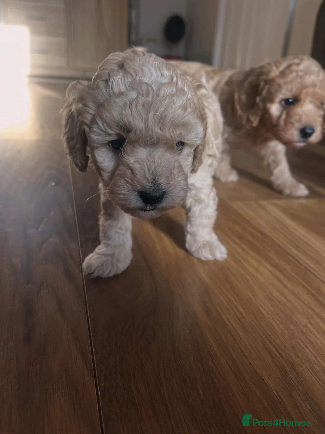 Cockapoo dogs for sale: F1B cockapoos looking for loving homes  - Advert 2