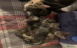 Munchkin cats for sale: Beautiful tabby kittens - Advert 4