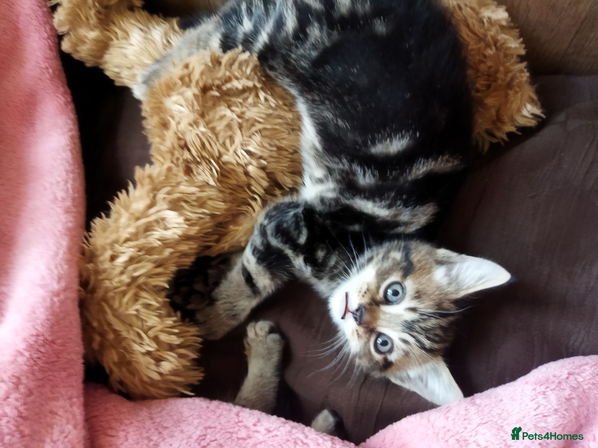 Bengal cats Beautiful kitten ready for new home 🐾🐈 - Advert 2