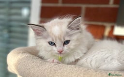Ragdoll cats for sale: Gorgeous litter of bicolour kittens GCCF reg - Image 11