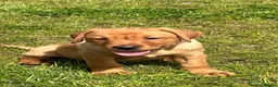 Labrador Retriever dogs for sale: Stunning litter of Fox red puppies  - Advert 11