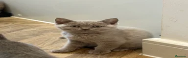 British Shorthair 1