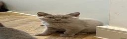 British Shorthair cats for sale: 1 Male Lilac British Shorthair Available - Advert 2