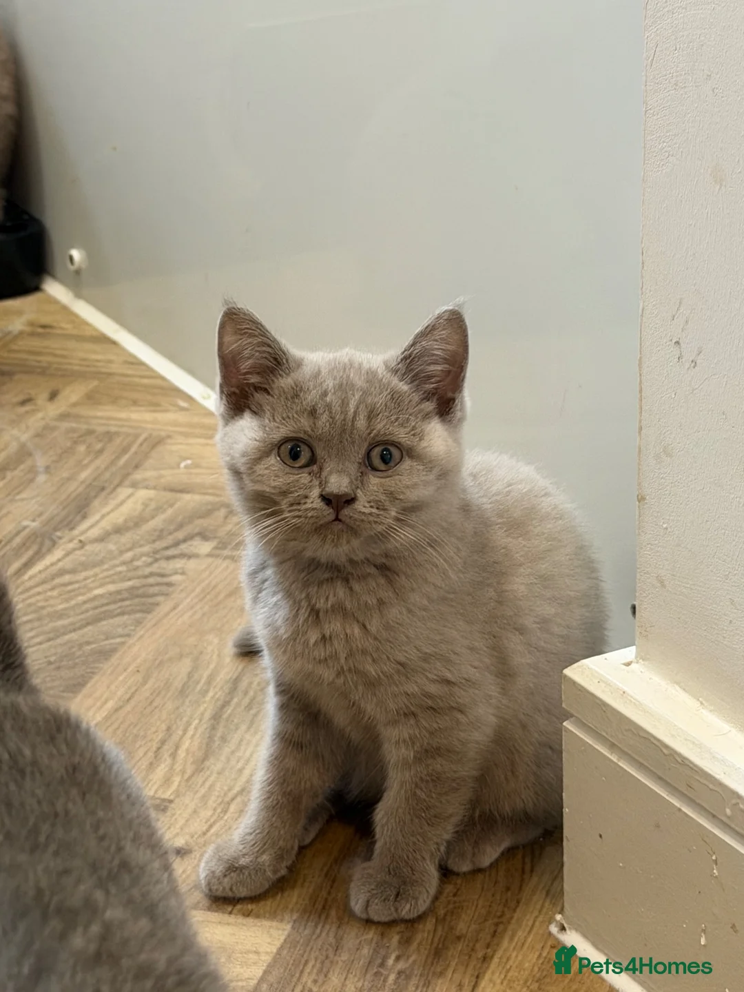 British Shorthair cats for sale: 1 Male Lilac British Shorthair Available - Advert 2