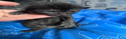 Mixed Breed cats for sale: Male kittens for sale - Advert 9