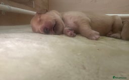 Golden Retriever dogs for sale: Pure bred Golden Retriever puppies - Image 37
