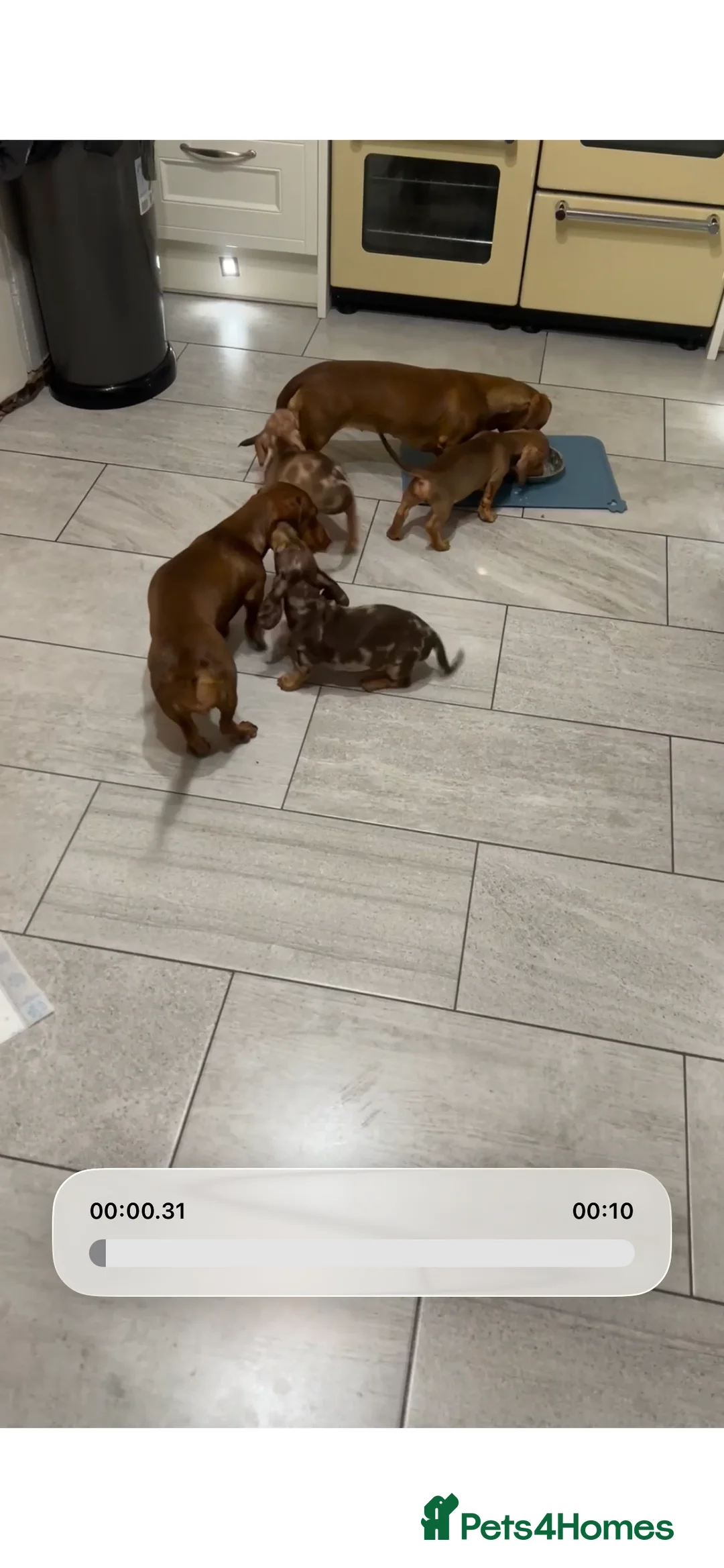 Miniature Dachshund dogs for sale: Boy miniature dachshund  - Advert 2