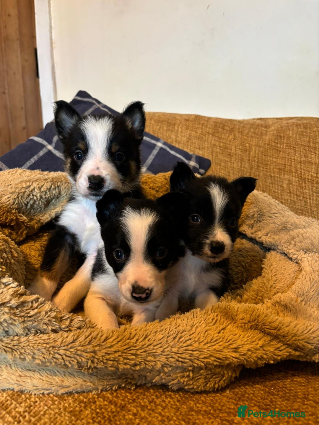 Border Collie dogs for sale: Stunning puppies. Parents health tested - Advert 8