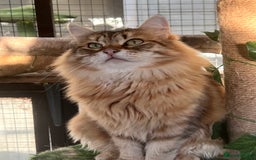 Siberian cats for sale: 🌟🌟Handsome TICA Reg Siberian Boy🌟🌟 - Image 4