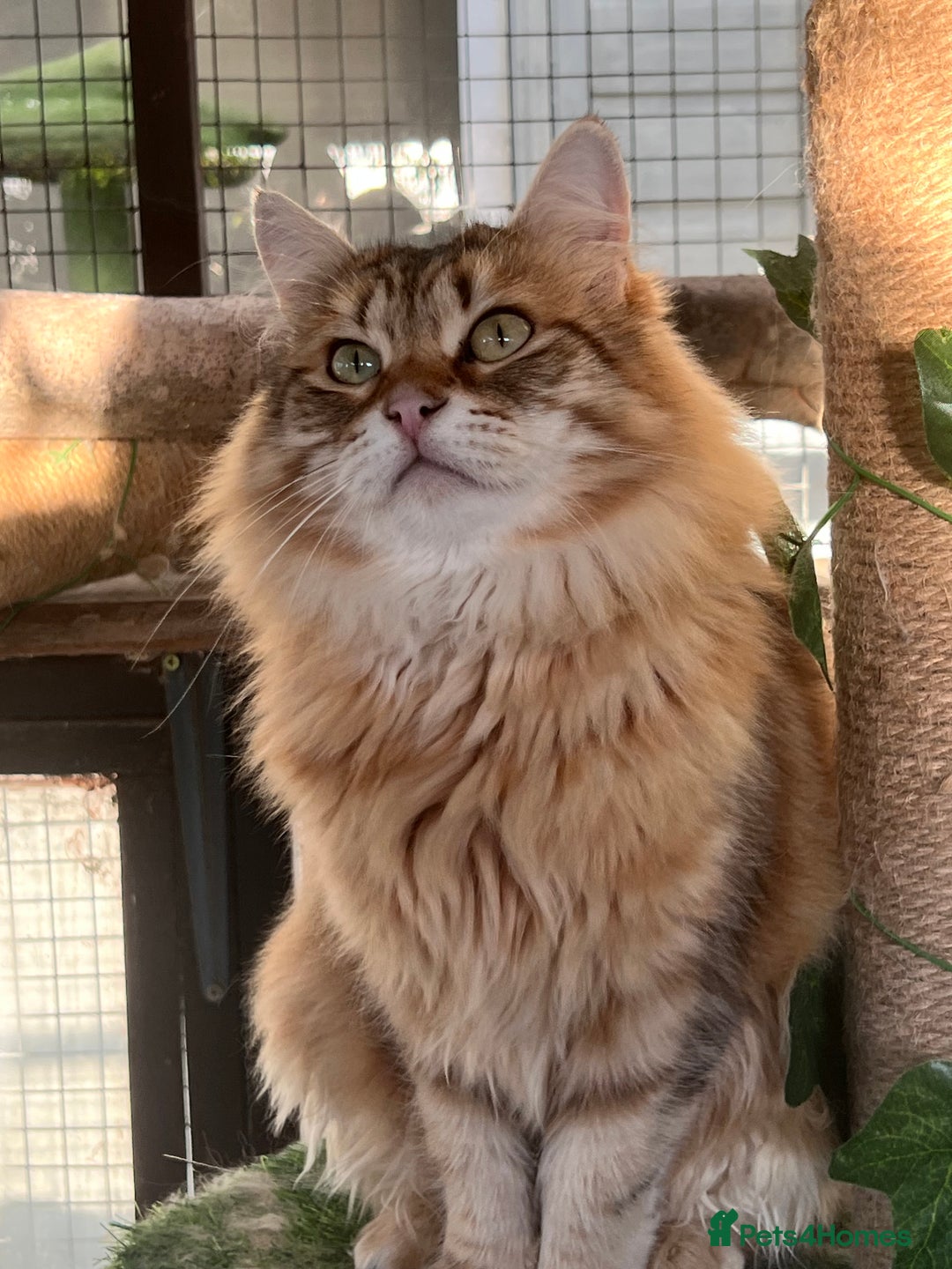 Siberian cats for sale: 🌟🌟Handsome TICA Reg Siberian Boy🌟🌟 - Image 4