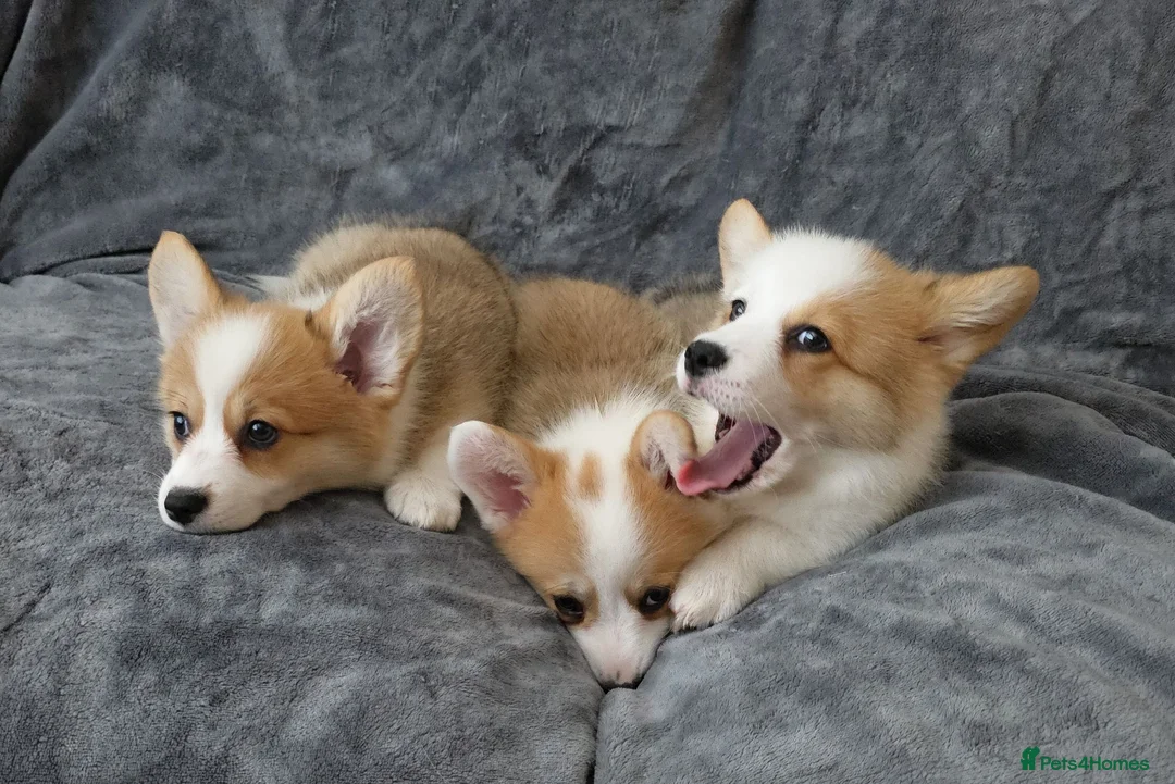 Welsh Corgi Pembroke dogs for sale: Corgi Puppies for Loving Homes – 1 Male, 1 Female - Advert 2