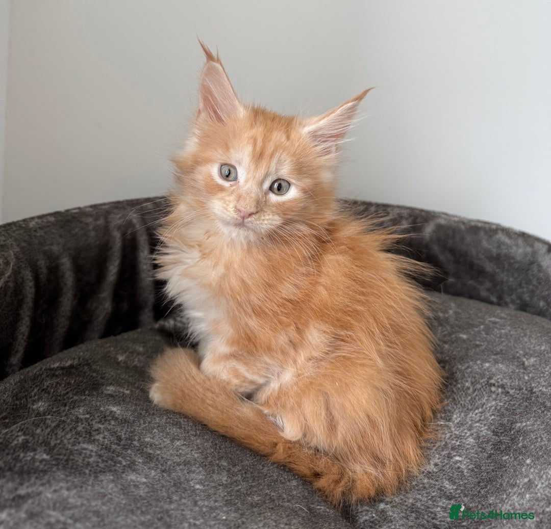 Maine Coon cats for sale: Last boy left💙 Photo update . - Image 10