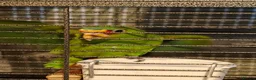 Parrots birds for sale: White Fronted Amazon H/R Silly Tame - Advert 4