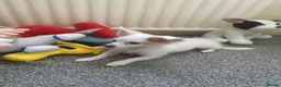 Maltese dogs for sale: Malchi Female Puppy Ready Now  - Advert 4