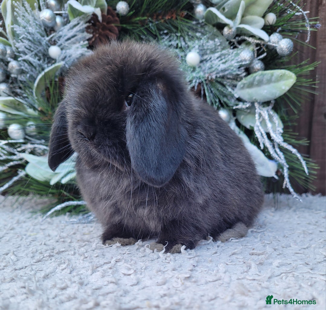 Mini Lop rabbits for sale: 3 Stunning baby pure bred mini lops available.  - Advert 3