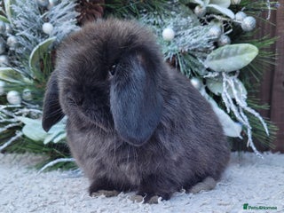 Mini Lop rabbits 2 Stunning baby pure bred mini lops available. - Advert 4