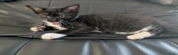 Mixed Breed cats for sale: Adorable Kittens Ready for Their Forever Homes in Purfleet - Advert 10