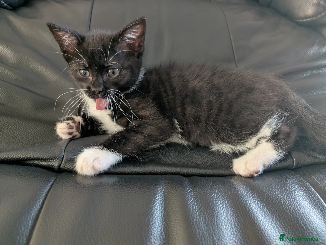 Mixed Breed cats for sale: Adorable Kittens Ready for Their Forever Homes in Purfleet - Advert 10