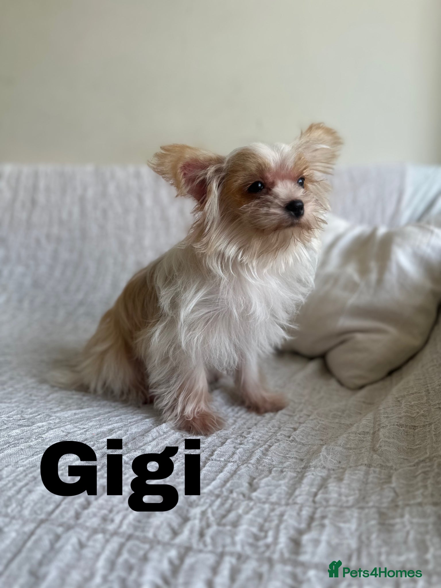 Yorkshire Terrier dogs Gorgeous Yorkshire Terriers - Advert 1