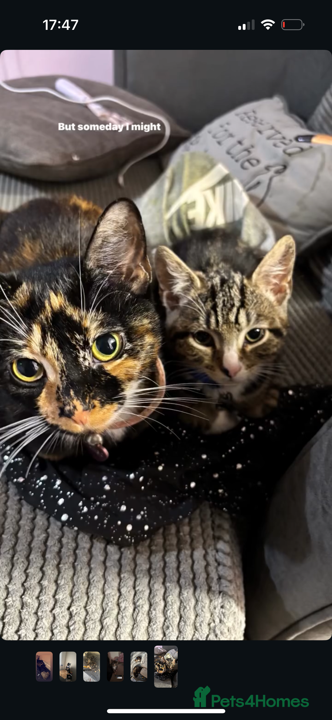 Mixed Breed cats for sale: Mother and son  - Advert 2