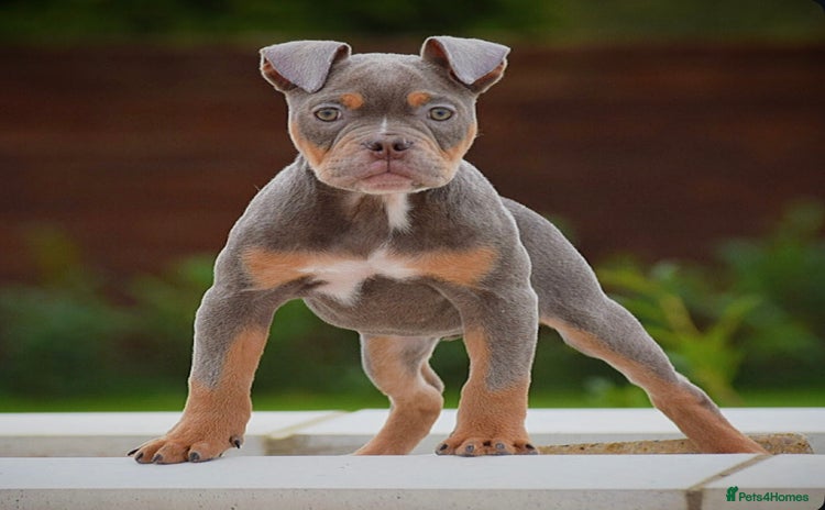 Olde English Bulldogge dogs - Advert 2
