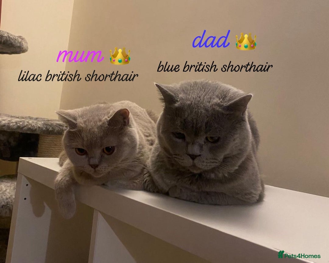 British Shorthair cats for sale: Lilac & Blue British Shorthairs! - Image 6