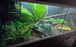 Python Snake reptiles for sale: Ball/Royal Python(Fire Spotnose Het Clown)for sale - Image 2