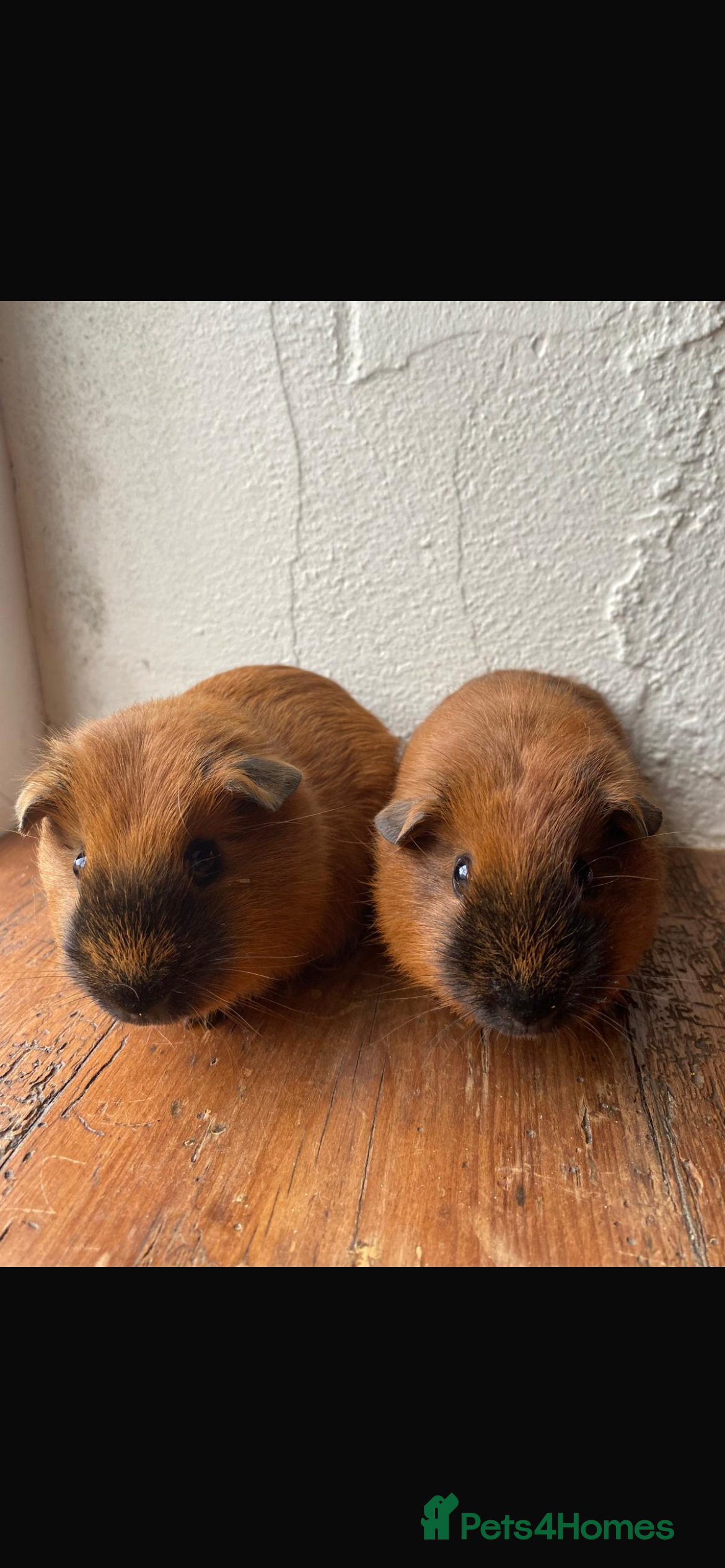 Guinea Pig rodents 2 Guinea pigs  - Advert 9