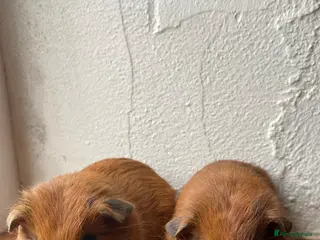 Guinea Pig rodents 2 Guinea pigs - Advert 9