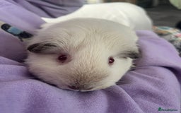 Guinea Pig rodents for sale: 2x Female Guinea pigs - Image 6