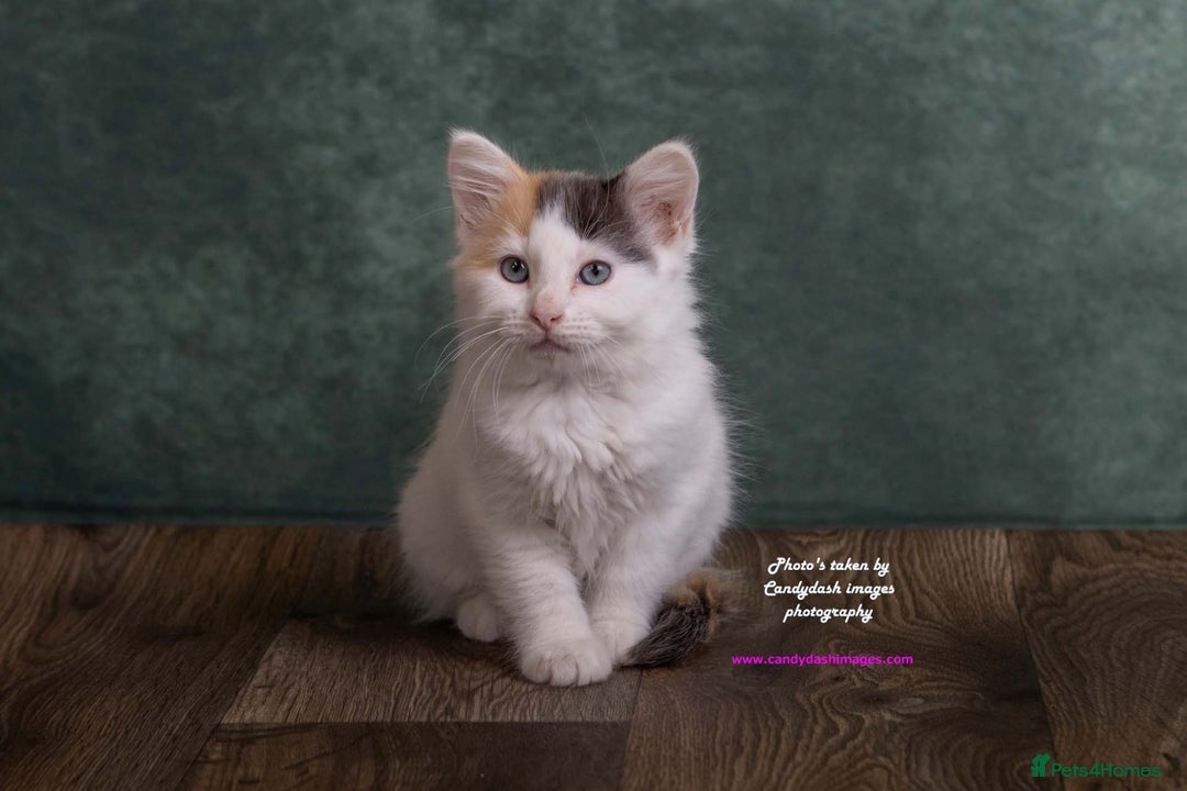 British Longhair cats for sale: ADORABLE DOG AND HOOVER PROOF KITTENS - Image 3
