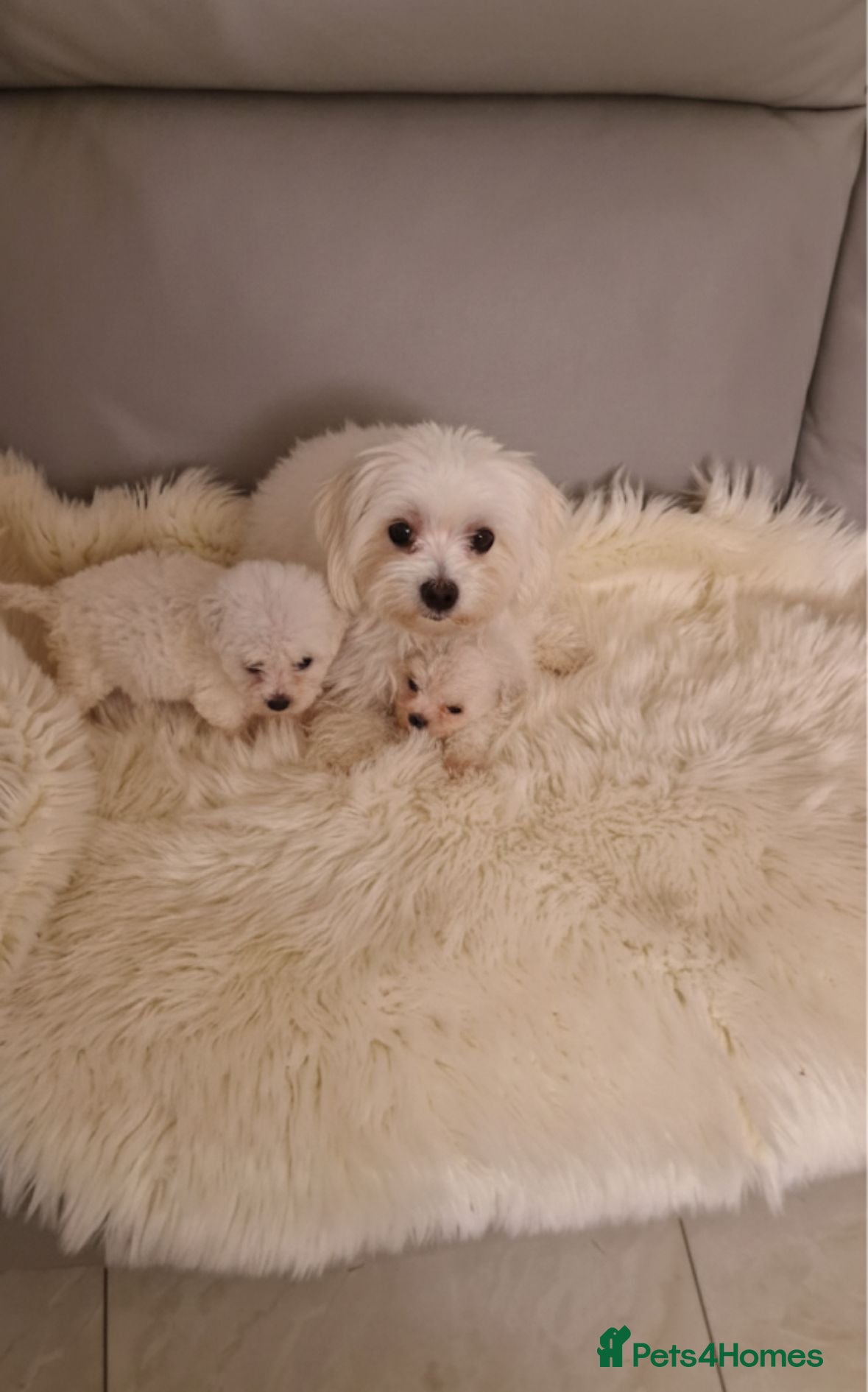 Maltese dogs Maltese puppies - Advert 1