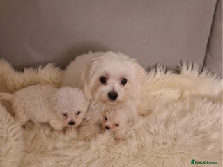 Maltese dogs Maltese puppies - Advert 12