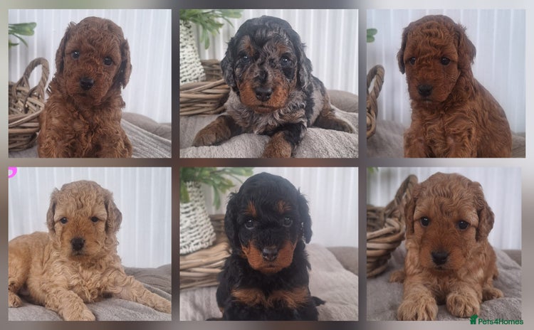 Labradoodle dogs - Advert 2