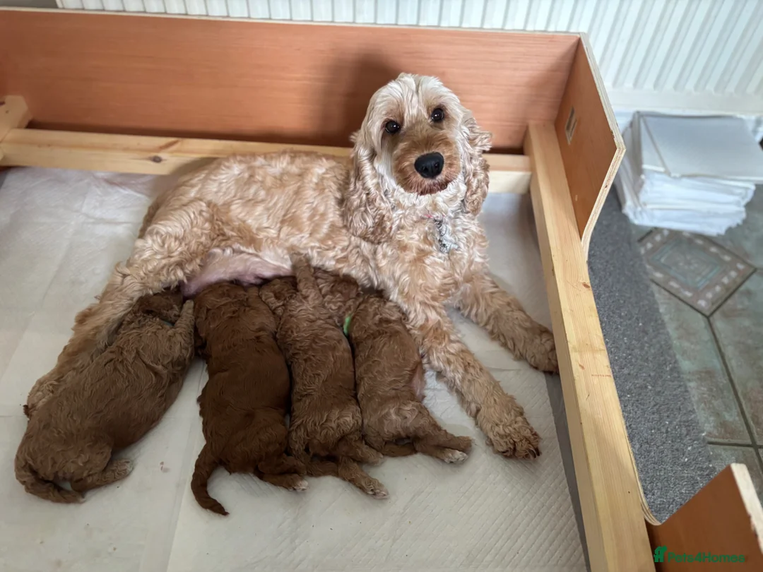 Cockapoo dogs for sale: 🐾 Adorable F1B Cockerpoo Puppies – Ready Soon! 🐾 - Advert 11