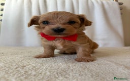 Maltipoo dogs for sale: F1 beautiful maltipoo baby’s 🩵🩷 - Image 9