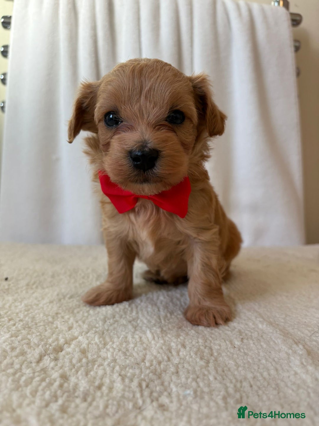 Maltipoo dogs for sale: F1 beautiful maltipoo baby’s 🩵🩷 - Image 9
