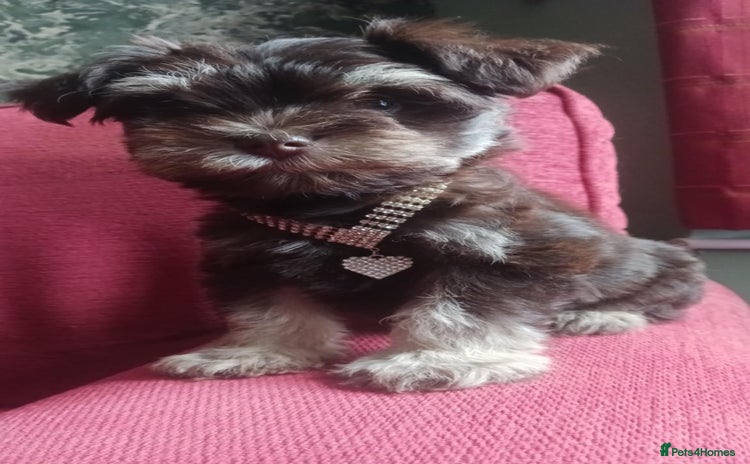 Miniature Schnauzer dogs - Advert 3