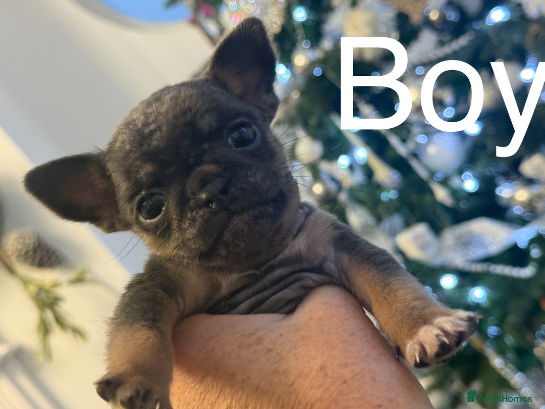 Mixed Breed dogs for sale: Chug/frug puppies for sale - Advert 8