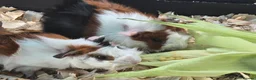 Guinea Pig rodents for sale: Abyssinian Guinea Pigs - Advert 3