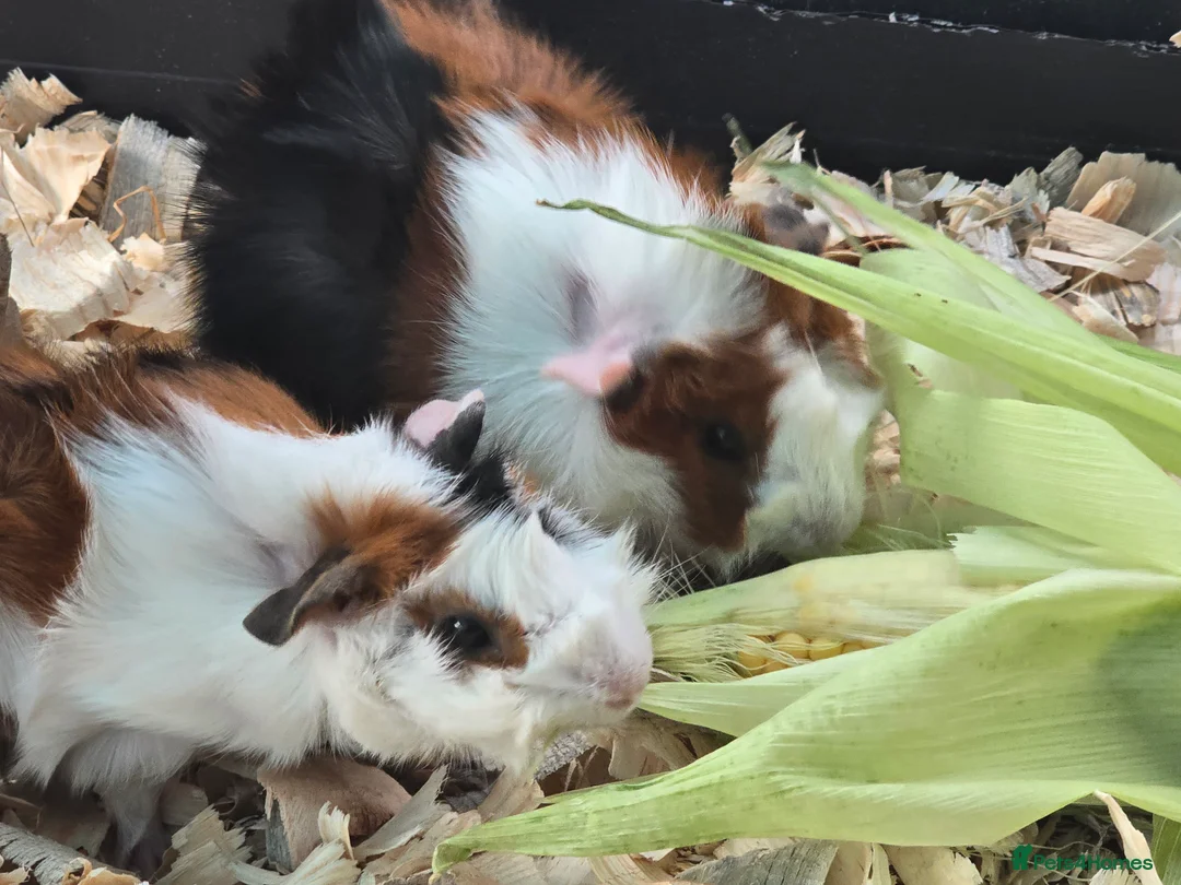 Guinea Pig rodents for sale: Abyssinian Guinea Pigs - Advert 3