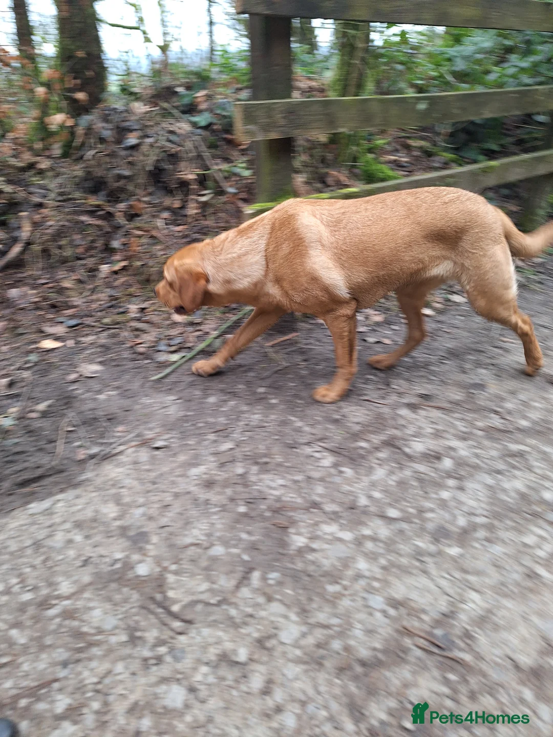 Labrador Retriever dogs for sale: Labrador Bitch 8 months old - Advert 17